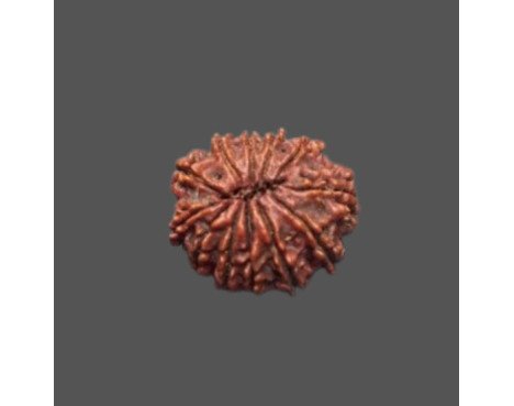 12 Mukhi Rudraksha - 4.176 g.