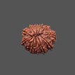 12 Mukhi Rudraksha - 4.176 g.