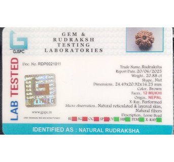 12 Mukhi Rudraksha