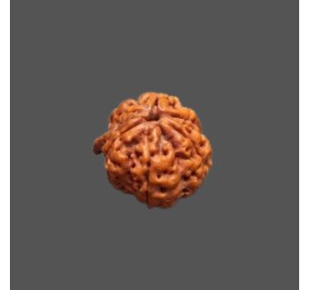 Ganesh Rudraksha
