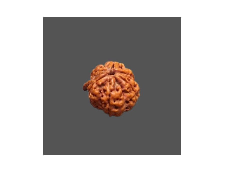 Ganesh Rudraksha - 4.353 g.