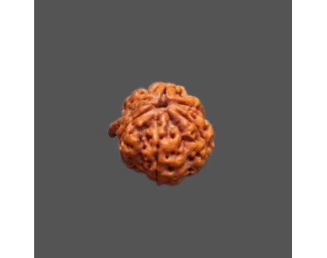 Ganesh Rudraksha