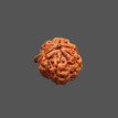 Ganesh Rudraksha - 4.353 g.