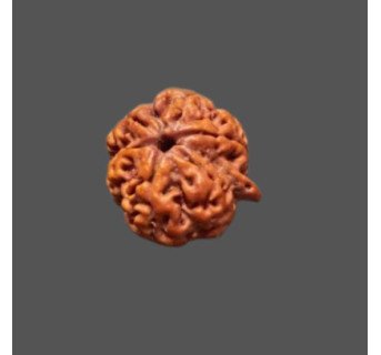 Ganesh Rudraksha - 4.353 g.