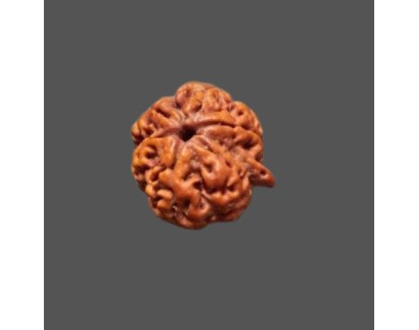 Ganesh Rudraksha - 4.353 g.