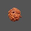Ganesh Rudraksha - 4.353 g.