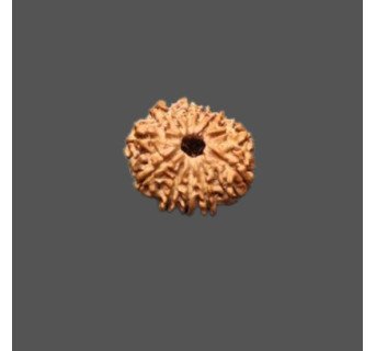 11 Mukhi Rudraksha