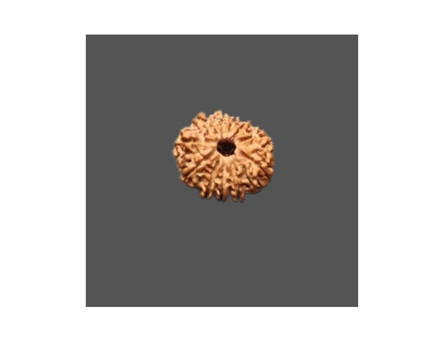 11 Mukhi Rudraksha - 3.338 g.