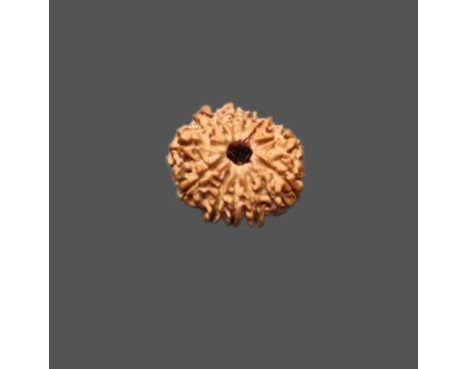 11 Mukhi Rudraksha
