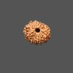 11 Mukhi Rudraksha - 3.338 g.