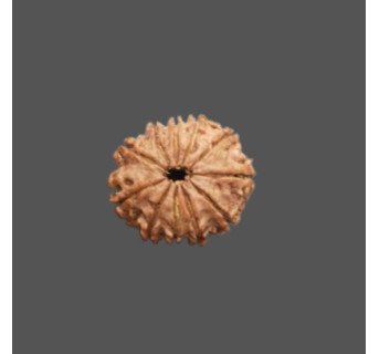 11 Mukhi Rudraksha - 3.338 g.