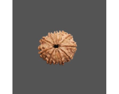 11 Mukhi Rudraksha - 3.338 g.