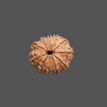 11 Mukhi Rudraksha - 3.338 g.