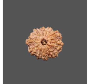 10 Mukhi Rudraksha