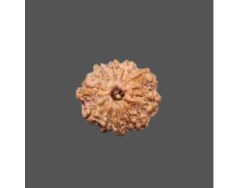 10 Mukhi Rudraksha