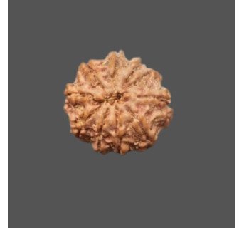10 Mukhi Rudraksha -4.326 g.