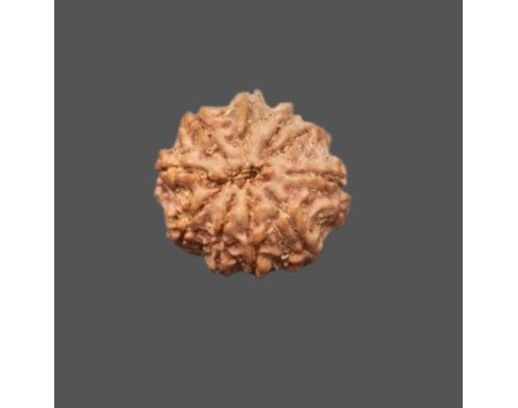 10 Mukhi Rudraksha -4.326 g.