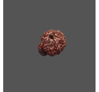 Ganesh Rudraksha