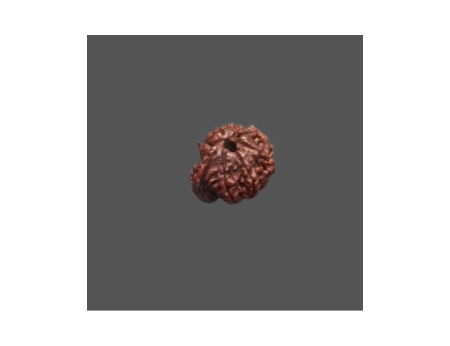Ganesh Rudraksha - 3.690 g.