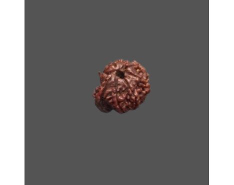 Ganesh Rudraksha