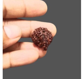 Ganesh Rudraksha - 3.690 g.