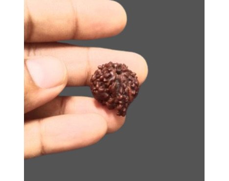 Ganesh Rudraksha - 3.690 g.