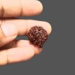 Ganesh Rudraksha - 3.690 g.