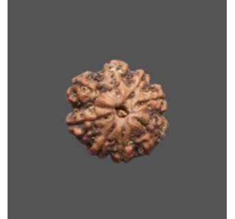 10 Mukhi Rudraksha