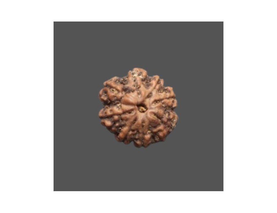 8 Mukhi Rudraksha - 4.304g.