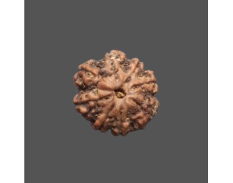 10 Mukhi Rudraksha