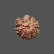 8 Mukhi Rudraksha - 4.304g.