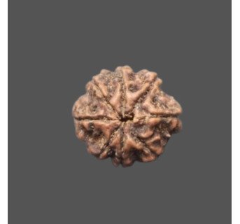 8 Mukhi Rudraksha - 4.304g.