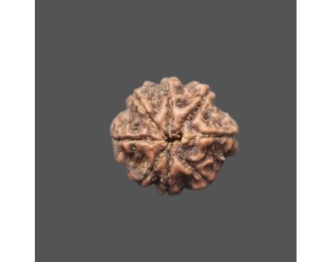 8 Mukhi Rudraksha - 4.304g.