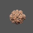 8 Mukhi Rudraksha - 4.304g.