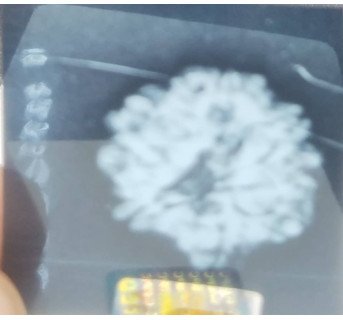 10 Mukhi Rudraksha