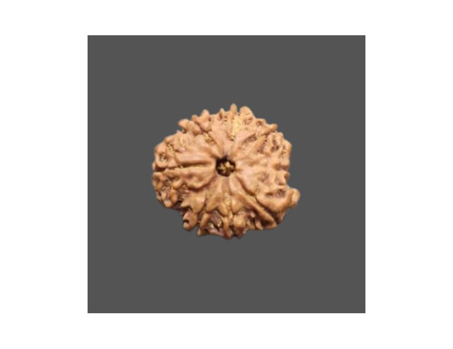 8 Mukhi Rudraksha - 2.460g.