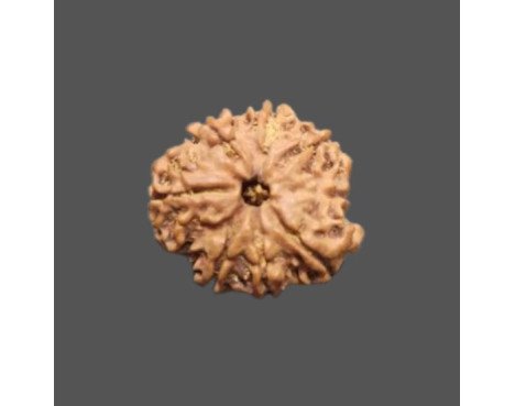 10 Mukhi Rudraksha