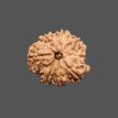 8 Mukhi Rudraksha - 2.460g.