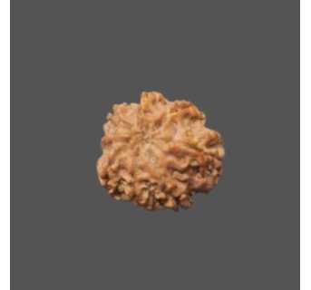 8 Mukhi Rudraksha - 2.460g.