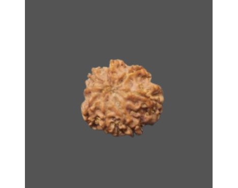 8 Mukhi Rudraksha - 2.460g.