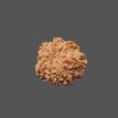 8 Mukhi Rudraksha - 2.460g.