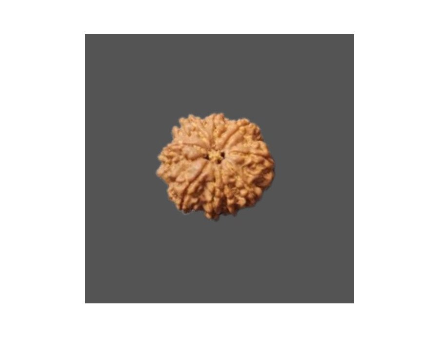 8 Mukhi Rudraksha - 3.80g.