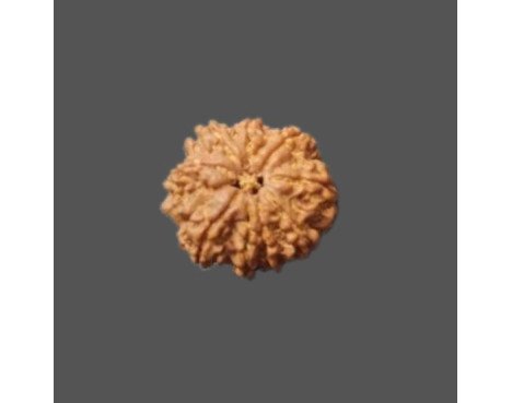 10 Mukhi Rudraksha