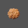 8 Mukhi Rudraksha - 3.80g.