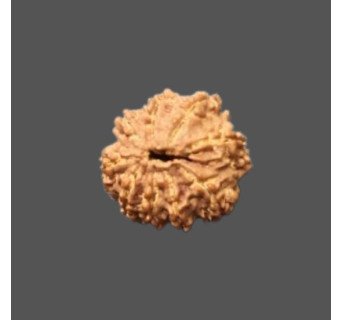 8 Mukhi Rudraksha - 3.80g.