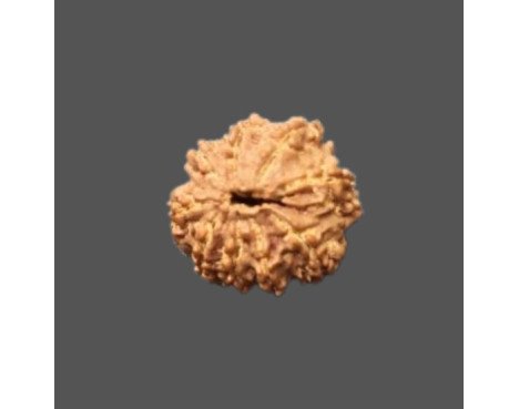 8 Mukhi Rudraksha - 3.80g.