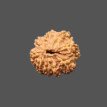 8 Mukhi Rudraksha - 3.80g.