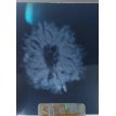 8 Mukhi Rudraksha - 3.80g.