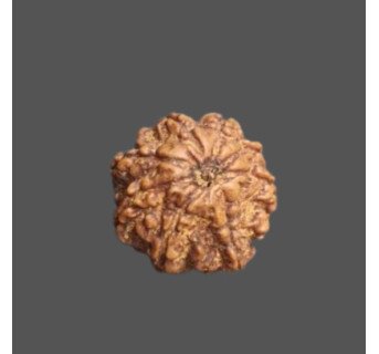 10 Mukhi Rudraksha