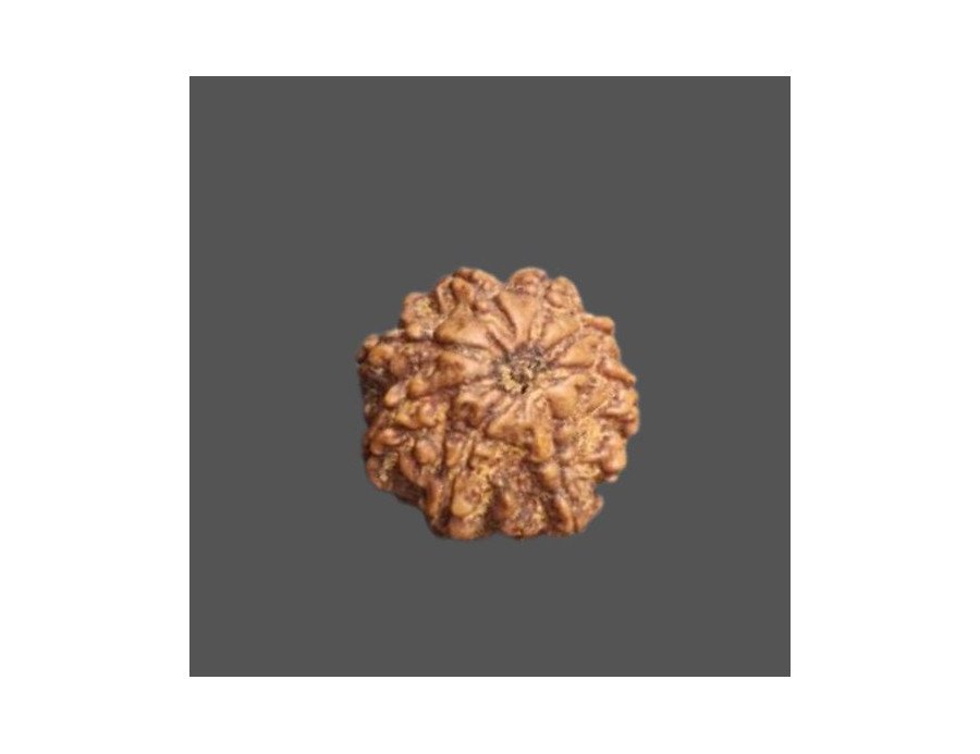 8 Mukhi Rudraksha - 3.060g.